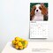The Beauty of Cavalier King Charles Spaniel Puppies | 2024 12 x 24 Inch Monthly Square Wall Calendar | Sticker Sheet | StarGifts | Animals Dog Breeds Puppy